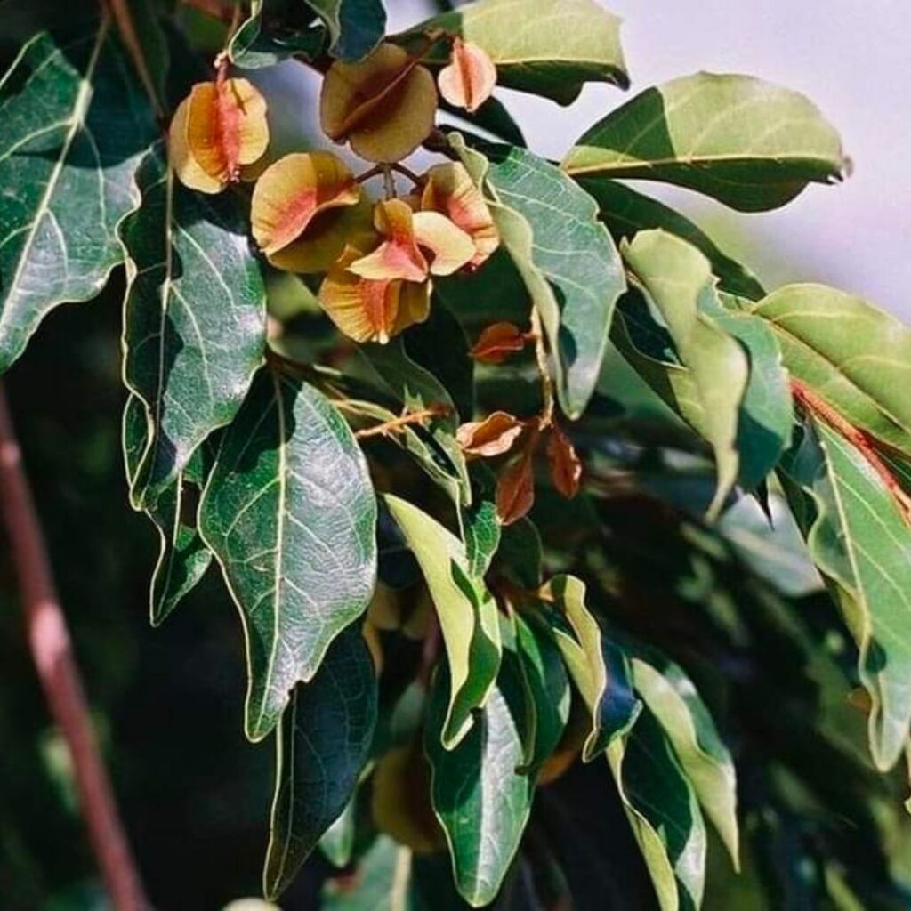 kinkéliba tisane longue vie