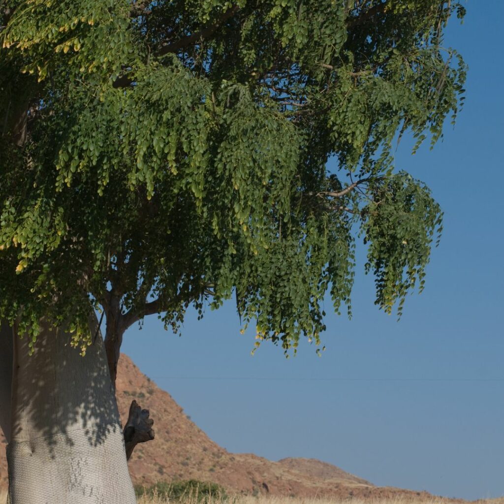 le moringa ou l'arbre de vie